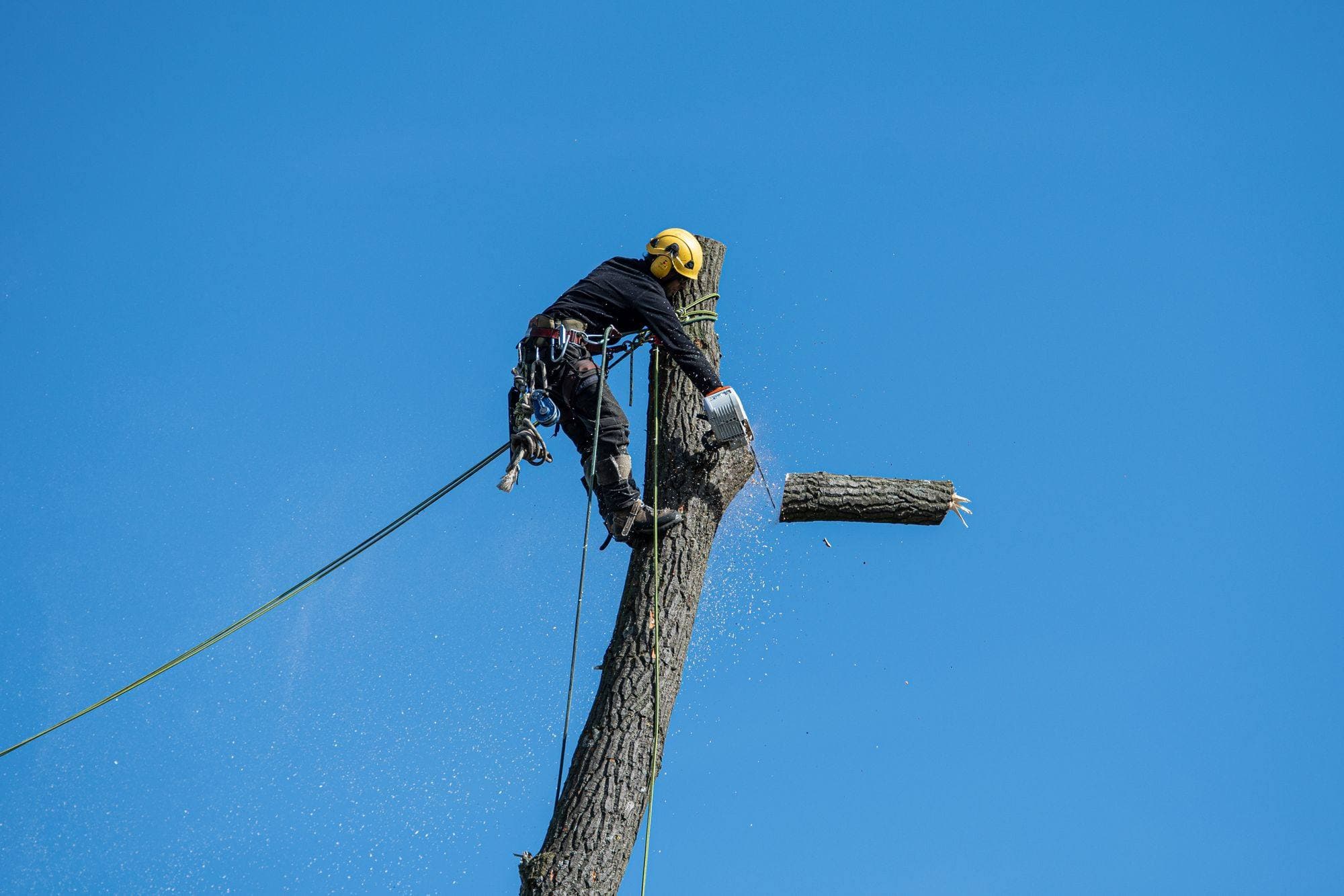 Tree Service on the job